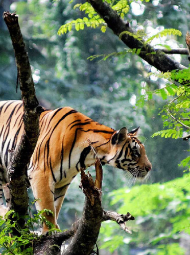 Thekkady